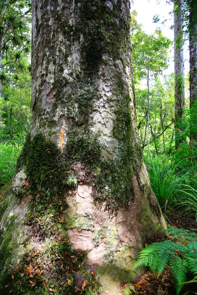 Árbol muy alto que se eleva por encima de la tierra en Nueva Zelanda . — Foto de Stock