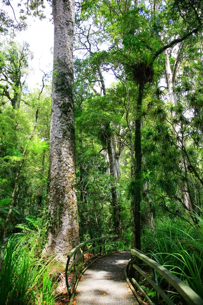 Çok uzun Yeni Zelanda ağaç moss ve yeşilliklerle dolu. Kauri ormanları ile dev ağaç. Puketi orman — Stok fotoğraf