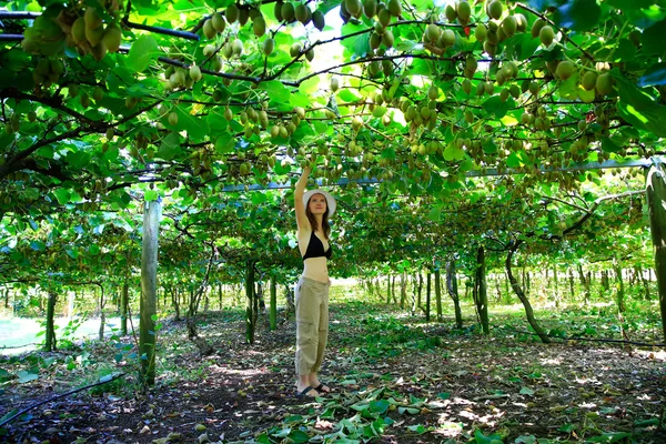 Kvinna plocka Kiwi från fantastiska orchard i Nya Zeeland. — Stockfoto