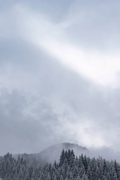 Vista Invierno Montañas Cubiertas Bosque Nevado Niebla Paisaje Místico Invierno — Foto de Stock