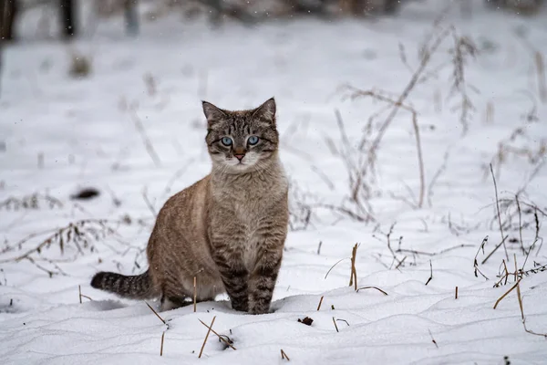 Nettes Blauäugiges Kätzchen Winter Überrascht Vom Schneefall Schöne Kätzchen Winter — Stockfoto