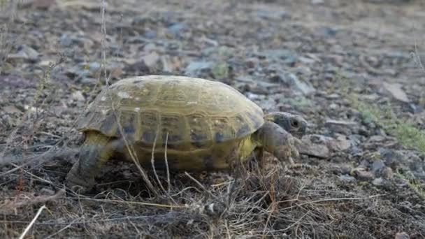 Tortuga Arrastra Por Desierto Animal Familia Las Tortugas Terrestres Destacamento — Vídeos de Stock