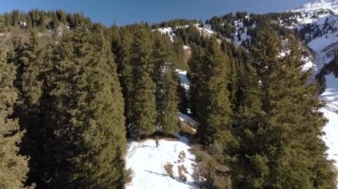 Güneşli bir günde bir adam kış ormanında yürür. Dağlardaki köknar ağaçlarının arasında bir adam yürüyor.