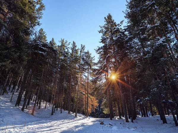 Прекрасний Ранок Зимовому Гірському Лісі Сонячні Промені Проходять Крізь Коронки — стокове фото