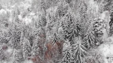 Dağın kenarındaki ağaçlar karla kaplıdır. Bulutlu bir günde mistik kış atmosferi.