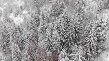 Yoğun kar yağışından sonra dağlardaki orman. Ağaçlar karla kaplı. Bulutlu bir günde mistik kış atmosferi