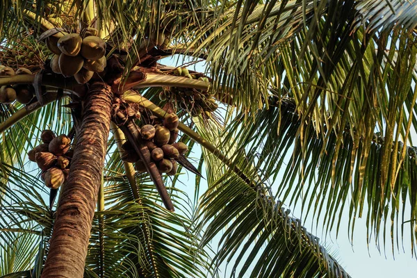 Coconut tree with a large harvest of coconuts. Coconut cluster on Tree. Uses ranging from food to cosmetics