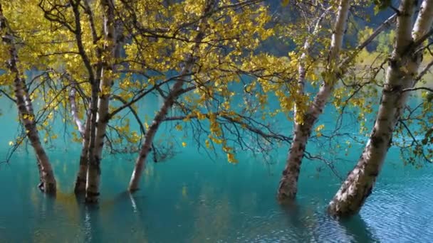 在高山湖上温暖的秋日 金桦树屹立在碧绿的水中 伊塞克湖阿尔玛 阿塔所在的地区哈萨克斯坦 — 图库视频影像