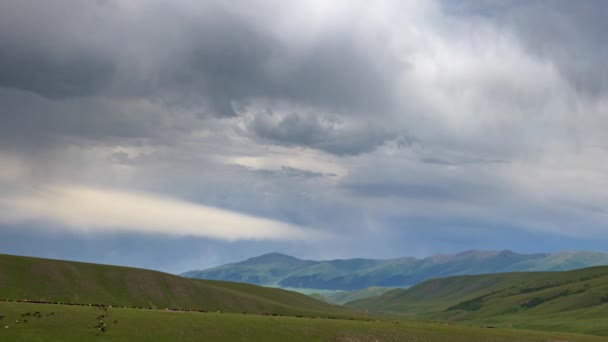 Tradycyjne Pastwiska Górach Asy Płaskowyż Kazachstan Duże Stado Zwierząt Domowych — Wideo stockowe