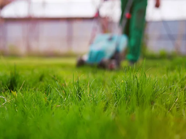 芝生の芝刈り裏庭で緑の芝生 夏と春の庭の背景 — ストック写真