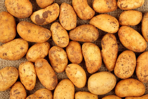 Rå baby potatis — Stockfoto