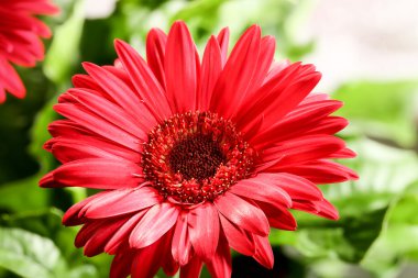 Kırmızı gerbera portre