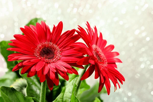Gerbera flores primer plano — Foto de Stock