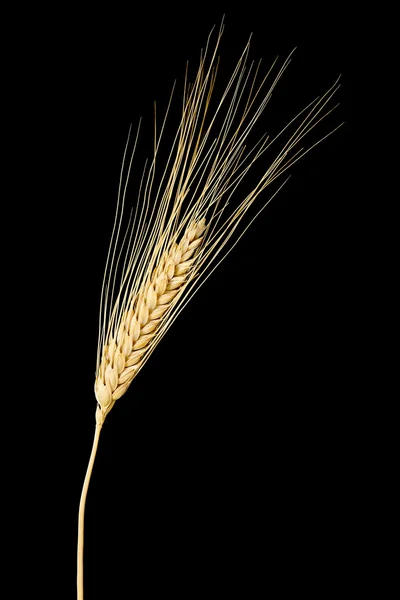 Espiga de trigo sobre negro — Foto de Stock