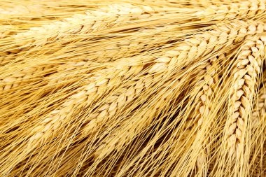 Buğday kulakları portre