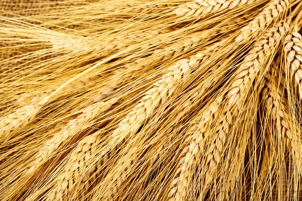Wheat ears closeup — Stock Photo, Image