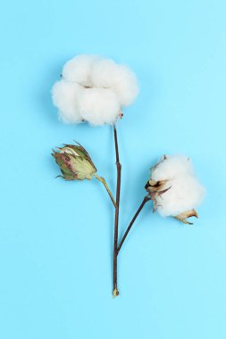 Mavi arkaplanda pamuk bitkisinin düz uzanmış görüntüsü