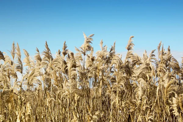 Sluiten Van Riet Tegen Blauwe Lucht Zonnige Dag — Stockfoto