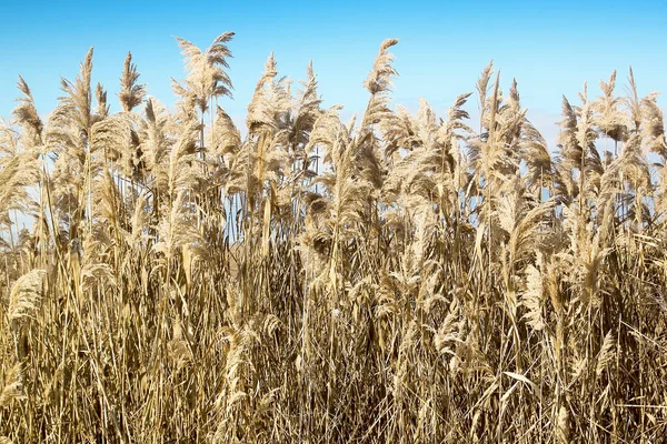 Nahaufnahme Von Schilf Gegen Blauen Himmel Sonniger Tag — Stockfoto