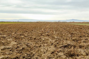 Kışın boş ve sürgün edilmiş tarlalar, sonraki hasat için hazırlık
