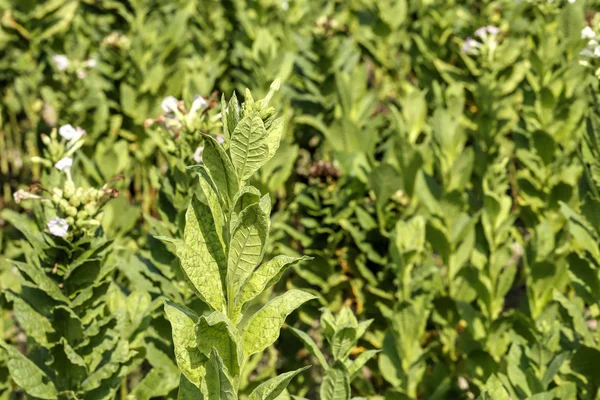 Campo do tabaco — Fotografia de Stock