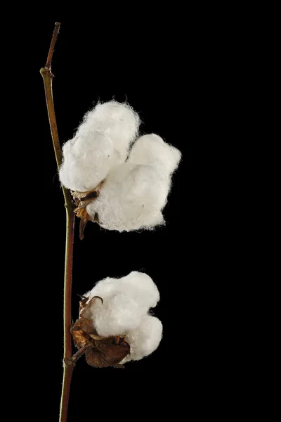 Bomull på svart — Stockfoto