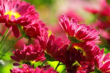 kasımpatı çiçekleri