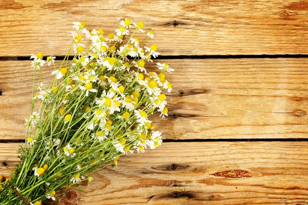 Fiori di camomilla — Foto Stock