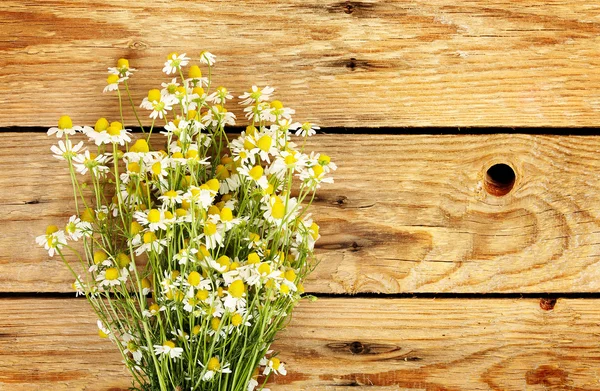 Květy heřmánku — Stock fotografie