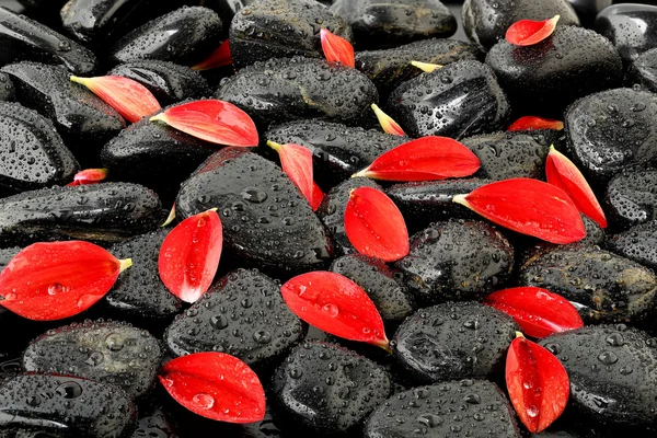 Petals on stones — Stock Photo, Image