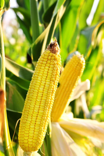 Corn in the field — Stock Photo, Image