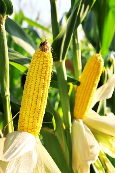 Corn in the field — Stock Photo, Image