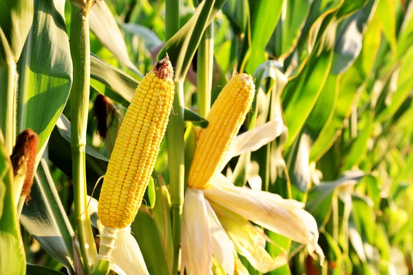 Corn in the field — Stock Photo, Image