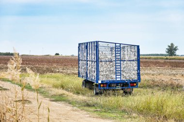 Tarlada pamuklu boş traktör römorku