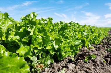 Bahçedeki marulu yakından çek.