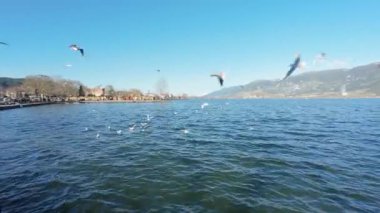 Bir martı sürüsü gölün üzerinde uçuyor.