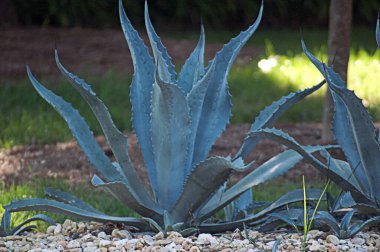 Aloe Vera bitkisi sıkça tıbbi tedaviye alternatif olarak yetiştirilir. Cilt tedavisi gibi yanıkları iyileştirmek için iyi.