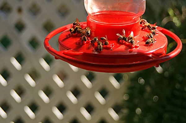 Μέλισσες Τρέφονται Humingbird Τροφοδότη Έναν Κήπο Θολή Φόντο Εικόνα Αρχείου