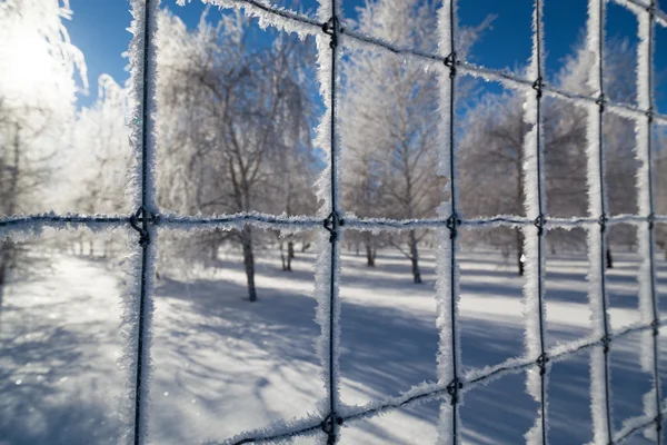 Cristalli di ghiaccio su una recinzione — Foto Stock