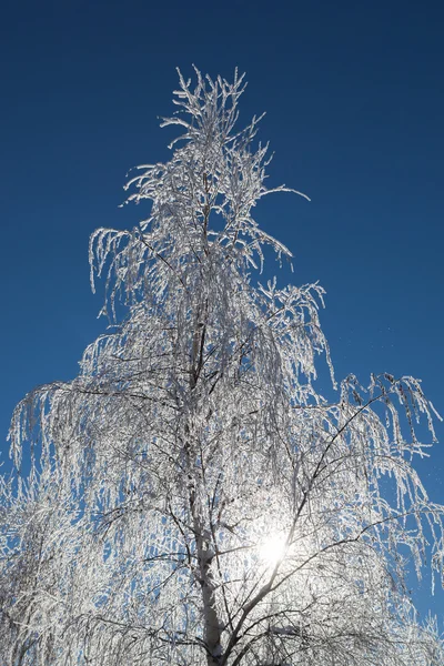 Vereister Baum mit blauem Himmel — Stockfoto