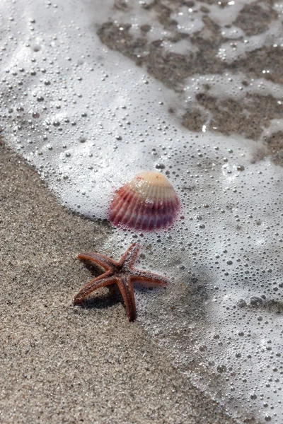 Sjöstjärnor och seashell — Stockfoto