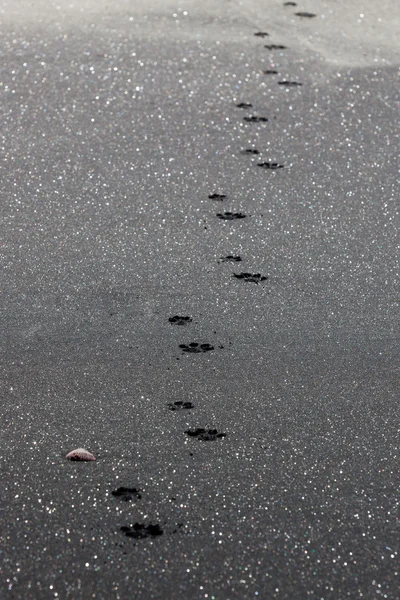 Impressões de pata em areia preta — Fotografia de Stock