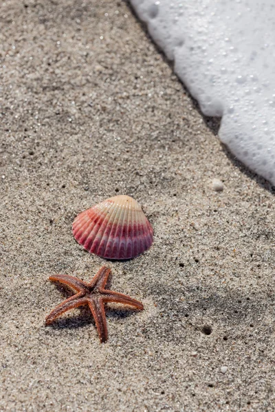 Zeester, Shell en Golf — Stockfoto