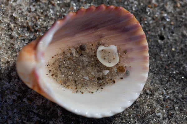 A shell shell — Stock Fotó