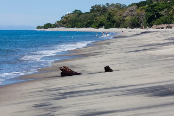 Bir tropik sahilde dalgaların karaya attığı odun — Stok fotoğraf