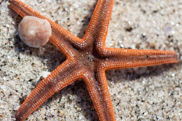 Starfish close-up — Stockfoto