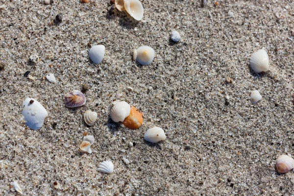 Shell en zand achtergrond — Stockfoto