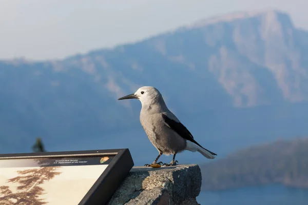 Crater Lake National Park Oregon États Unis Septembre 2014 Oiseau — Photo