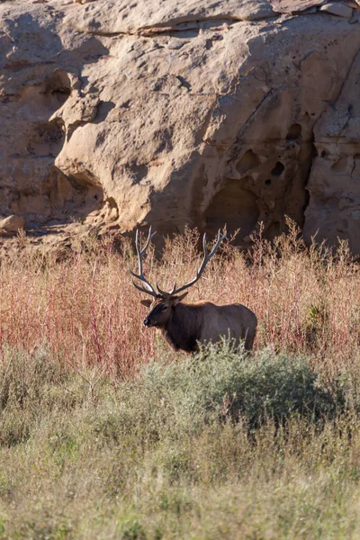 Een Grote Stier Eland Staat Het Hoge Gras Borstel Naast — Stockfoto