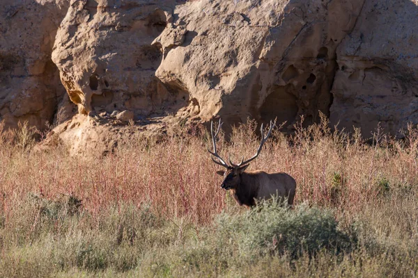 Een Grote Stier Eland Staat Het Hoge Gras Borstel Naast — Stockfoto